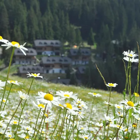 Mountain Pearl Golte *