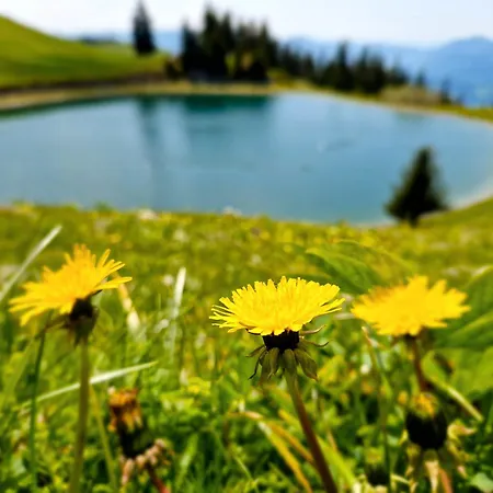 Apartman Mountain Pearl Golte *