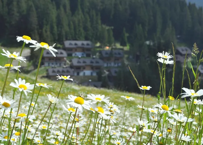 Mountain Pearl Golte *